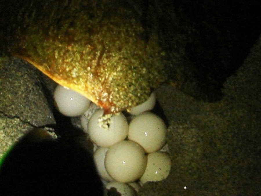  Kornjače CarettaCaretta 